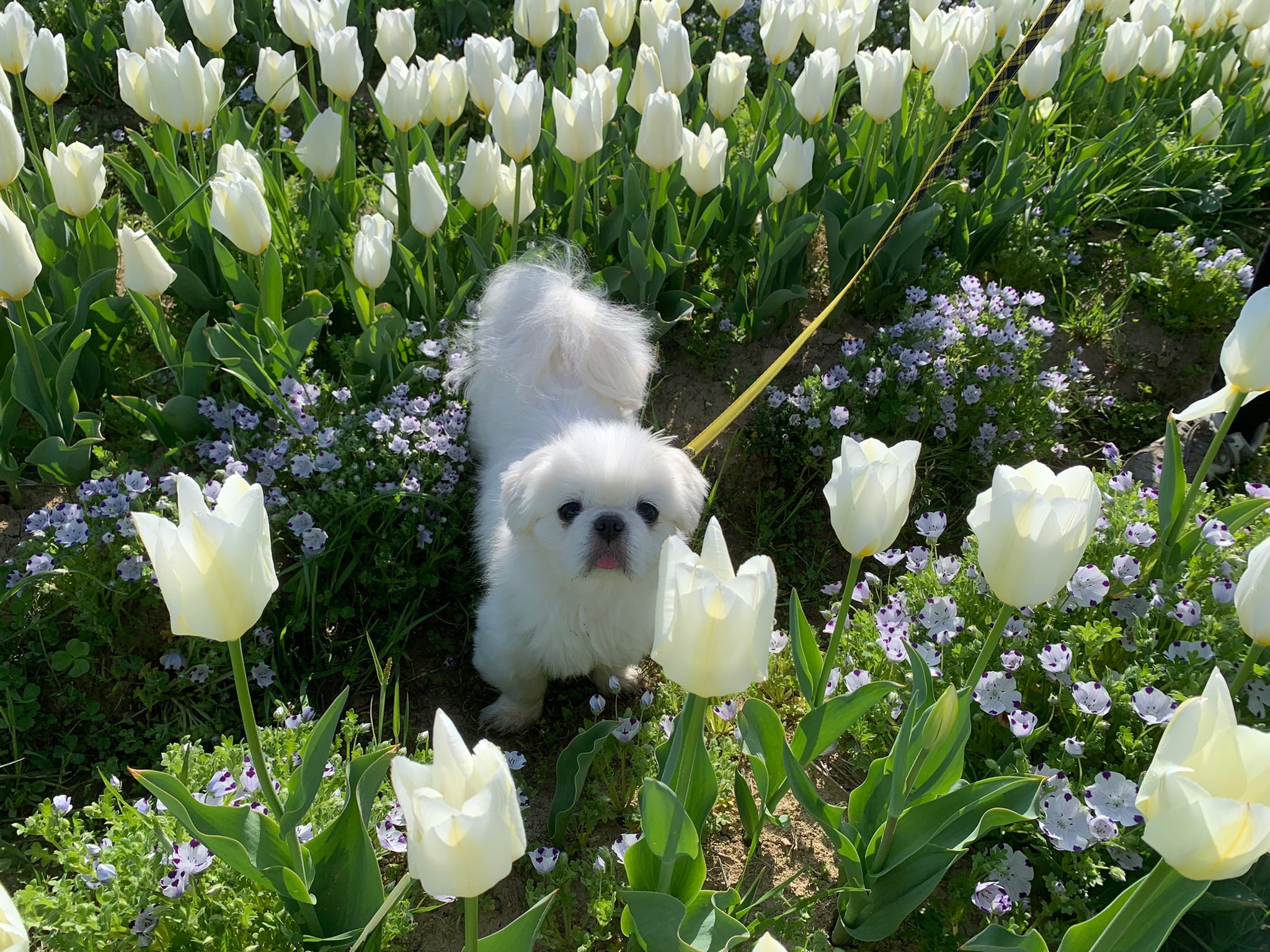花に囲まれる犬