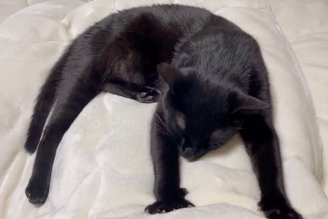 布団にへばり付いてモミモミ…♪寝そべりながら日課に励む黒猫さんが可愛くて笑っちゃう