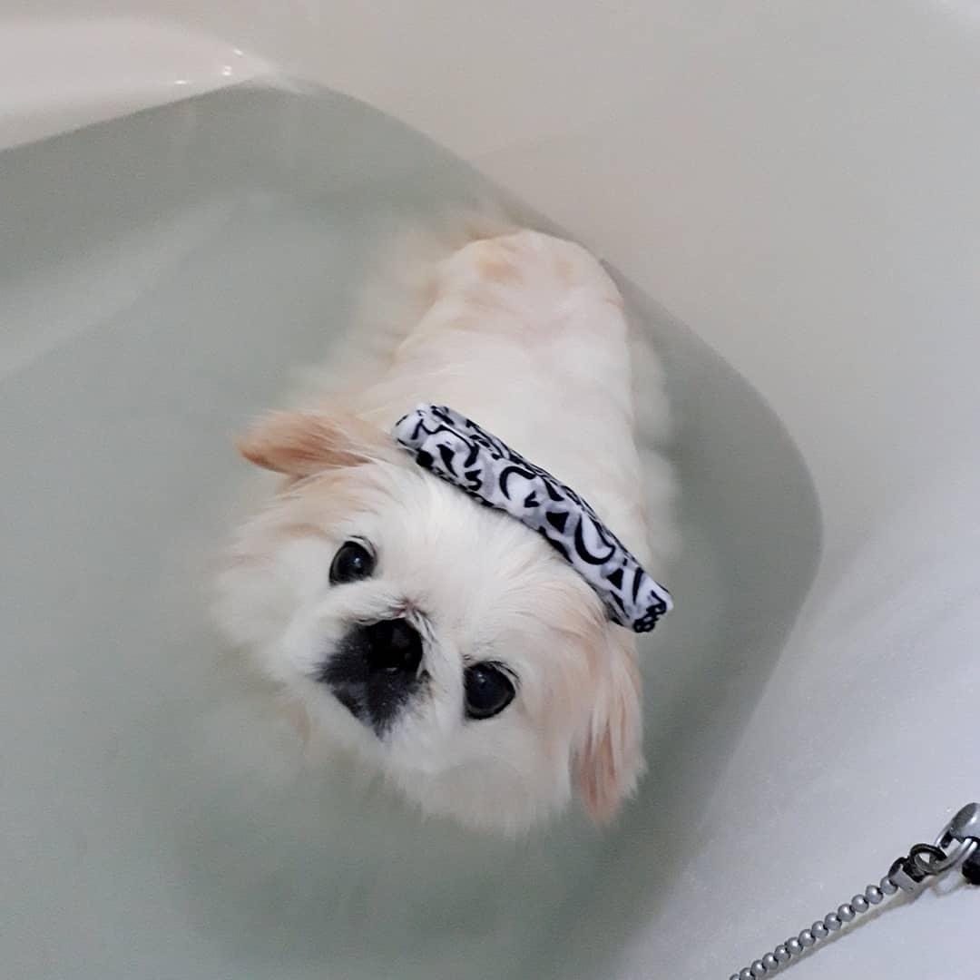 お風呂に入る犬