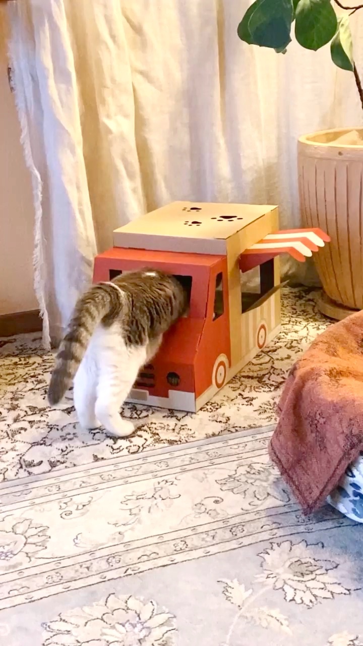 猫　ワゴン車