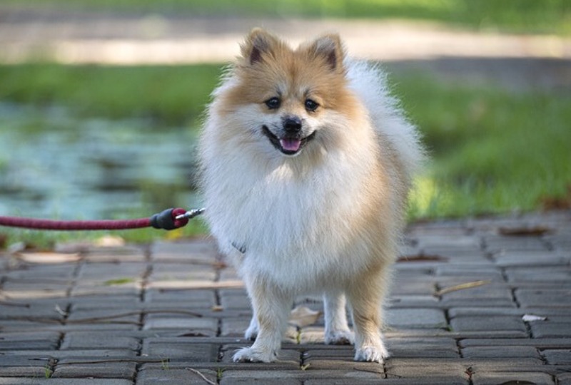 【犬の散歩】ポメラニアンの散歩の正しい時間と距離について解説。