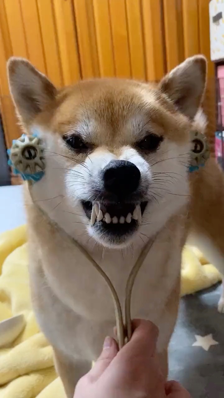 歯を剥き出しにしている犬