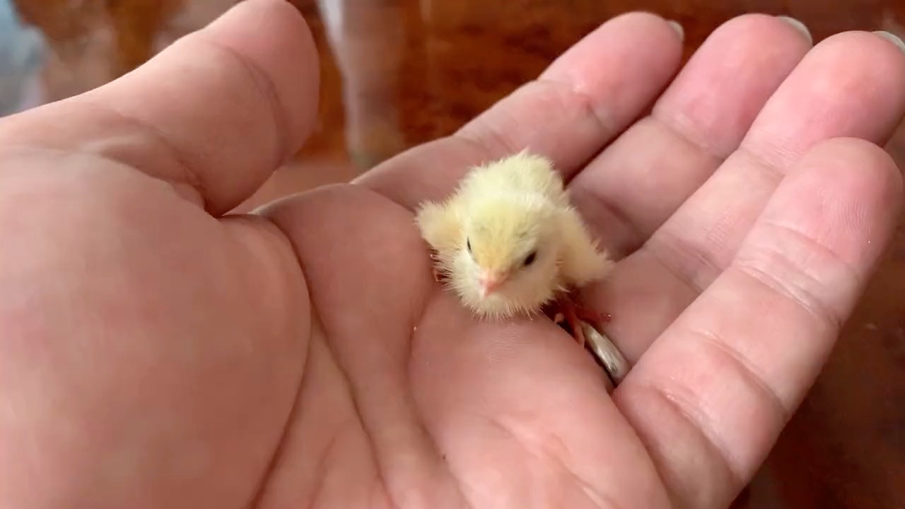 手のひらに乗る鳥の赤ちゃん