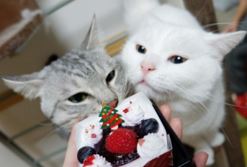 ケーキにくぎ付けの猫