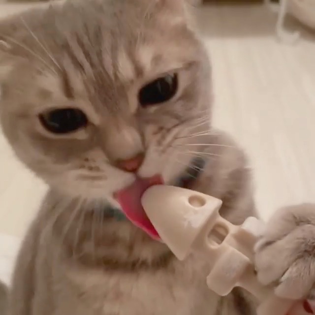 おもちゃを噛む猫