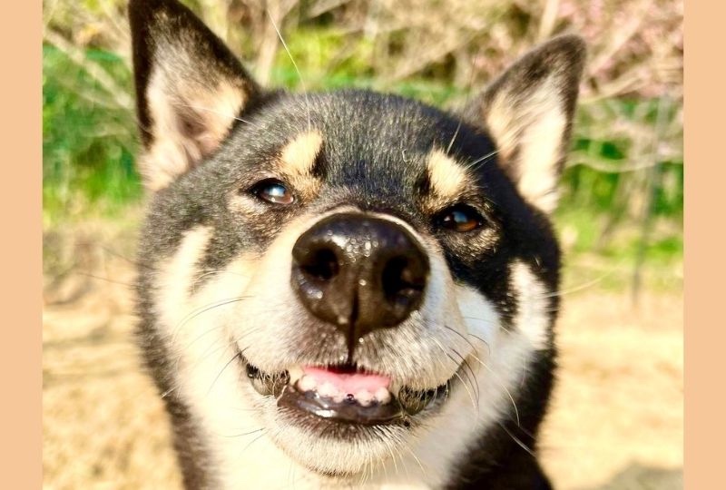 朝から100点満点の笑顔♪幸せいっぱいでご機嫌さんな柴犬さんに癒されちゃう！