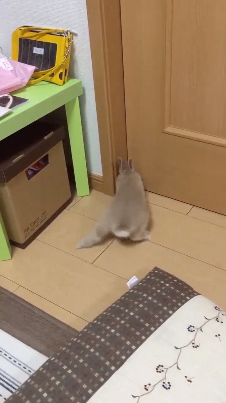 ドアを開けようとしているウサギ