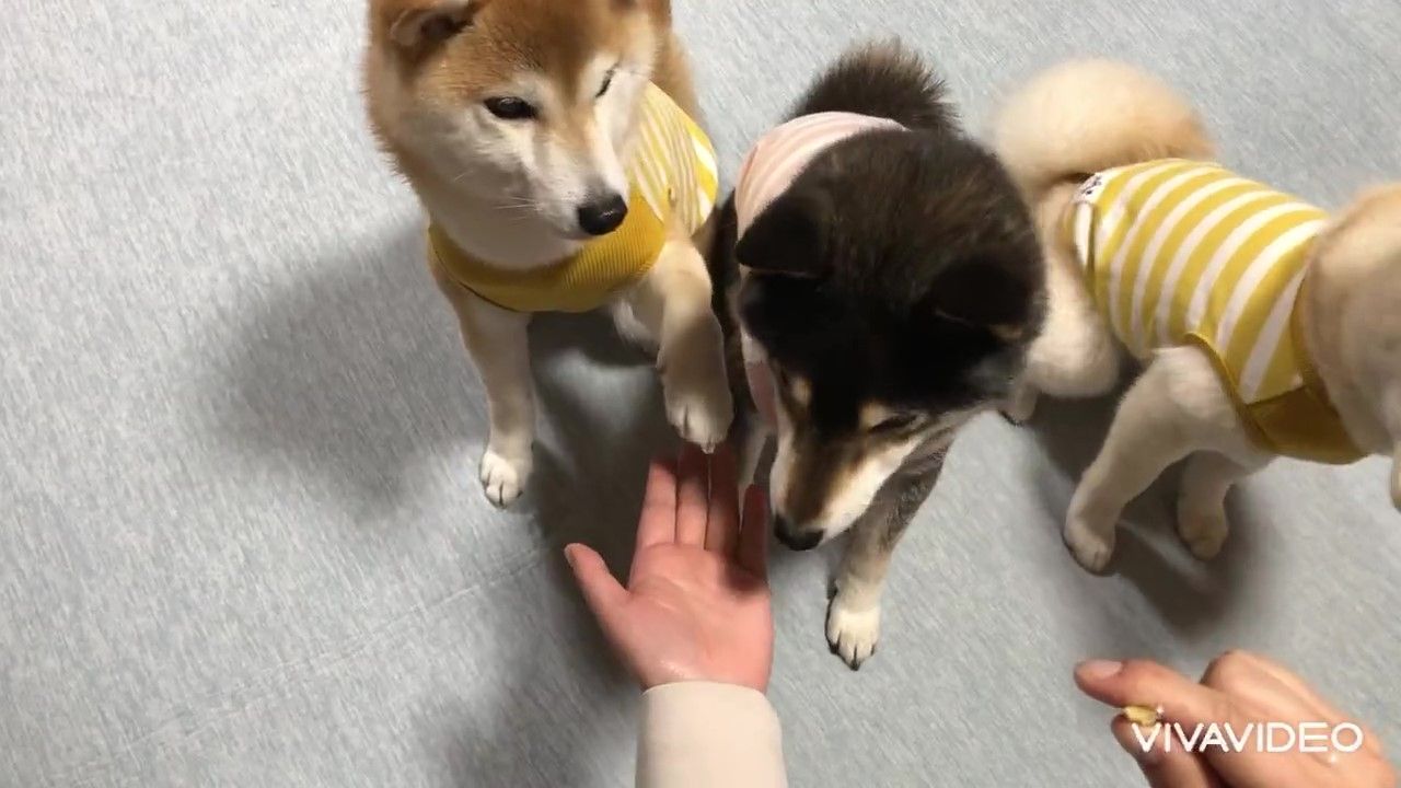 犬　座る