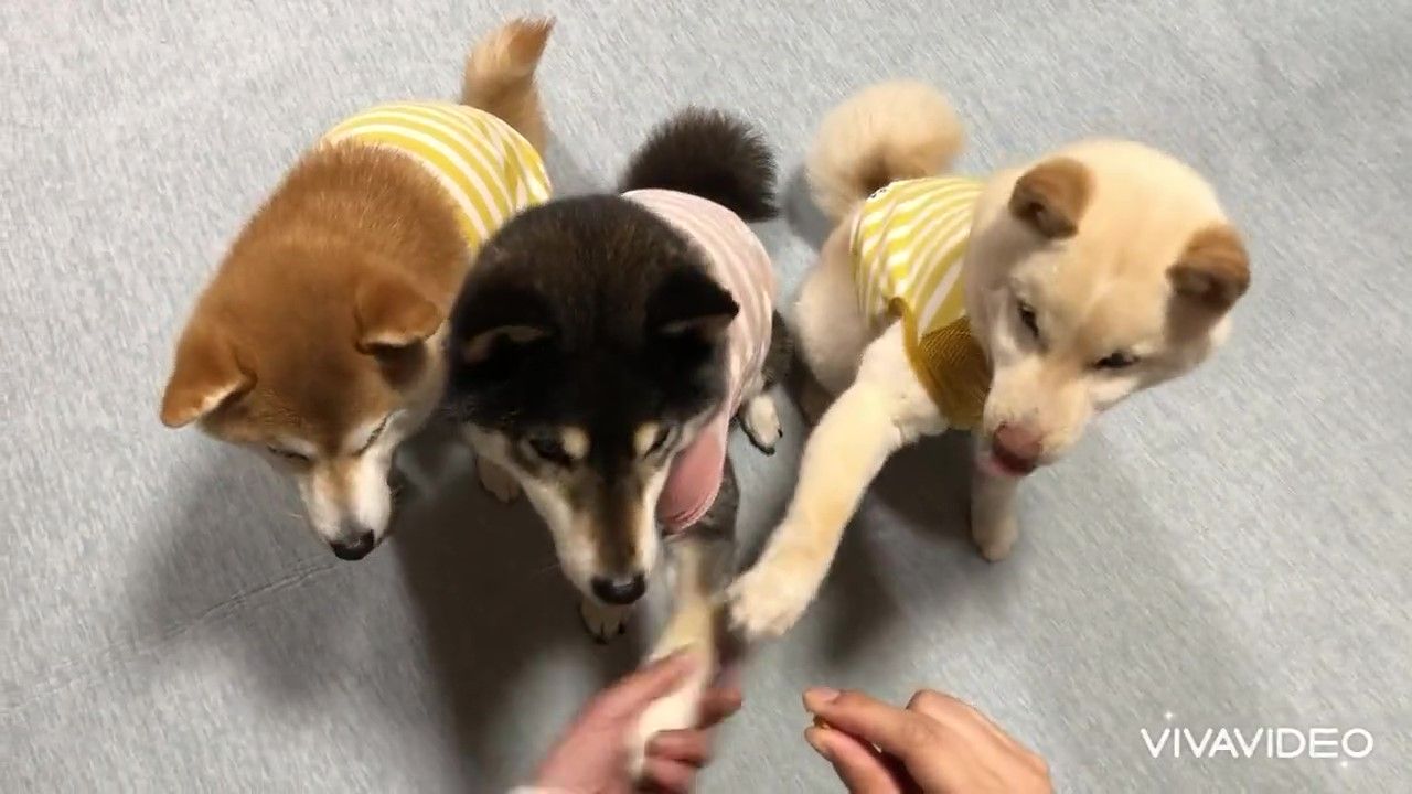 犬　座る