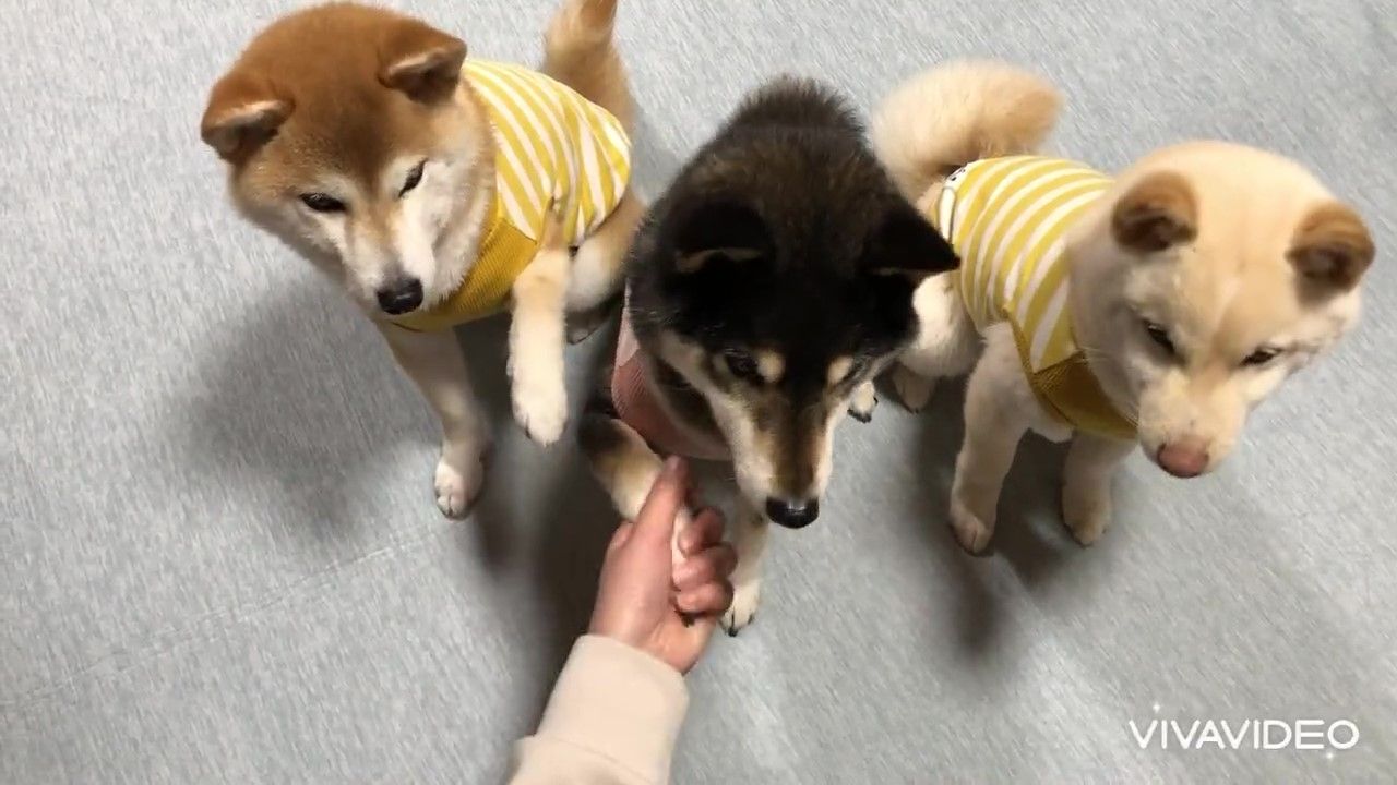 犬　座る