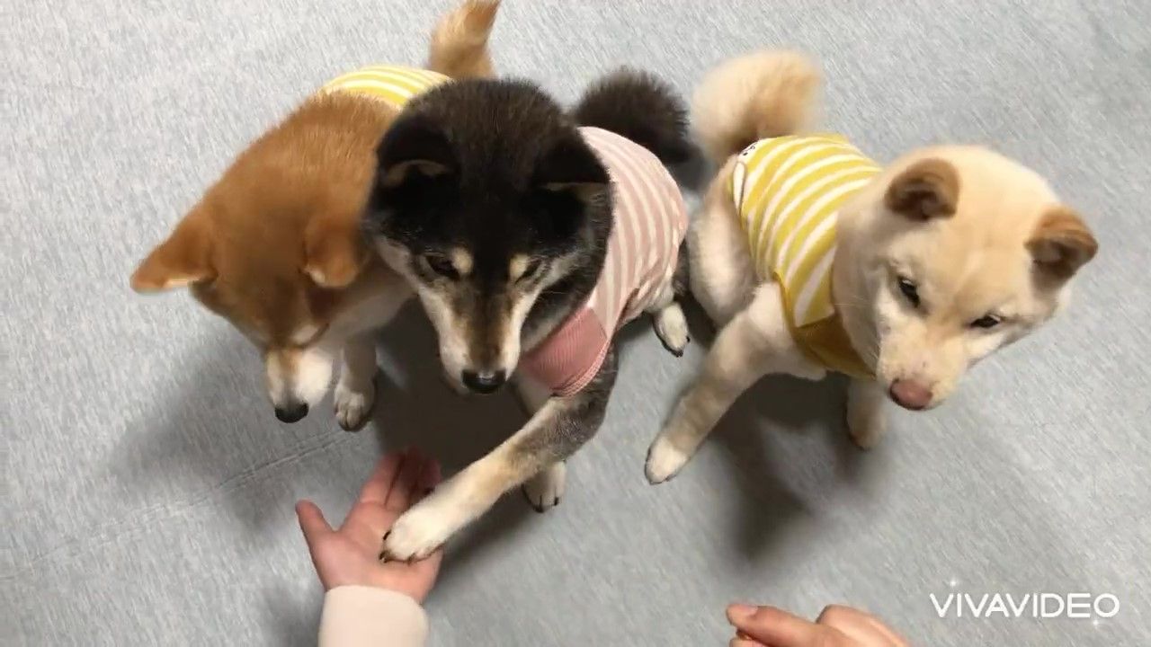 犬　座る