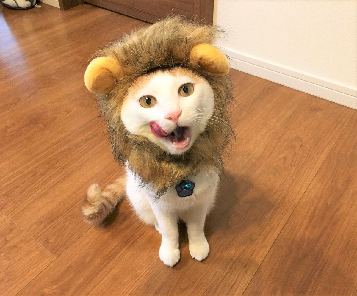 猫　ライオン