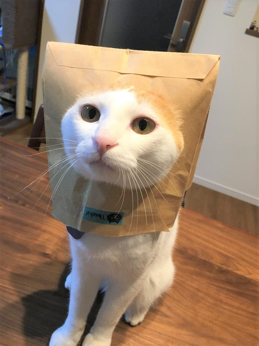 猫　紙袋
