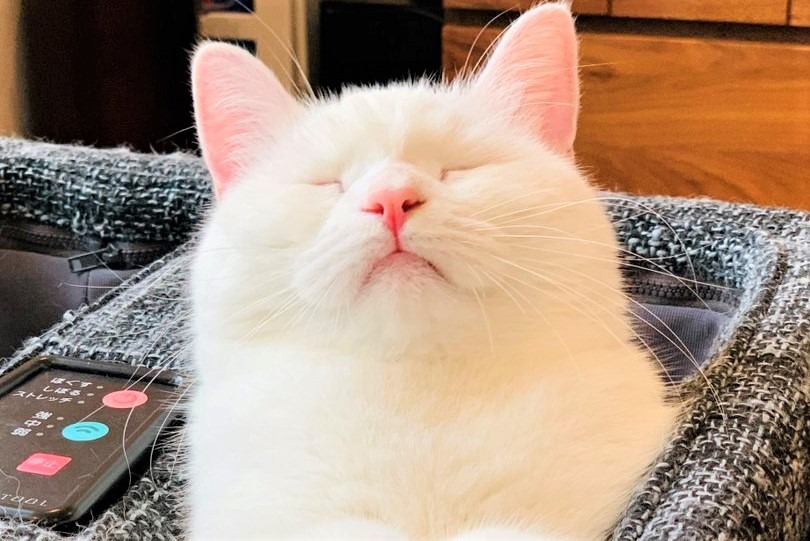 「はあ～気持ちいいニャ…。」フットマッサージ器で寝た猫くんの表情にご注目♡