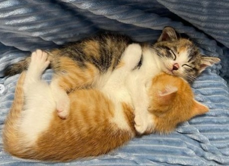 ずーーーーっと見ていたい。仲良く寄り添って眠る兄妹子猫の姿が尊すぎる！