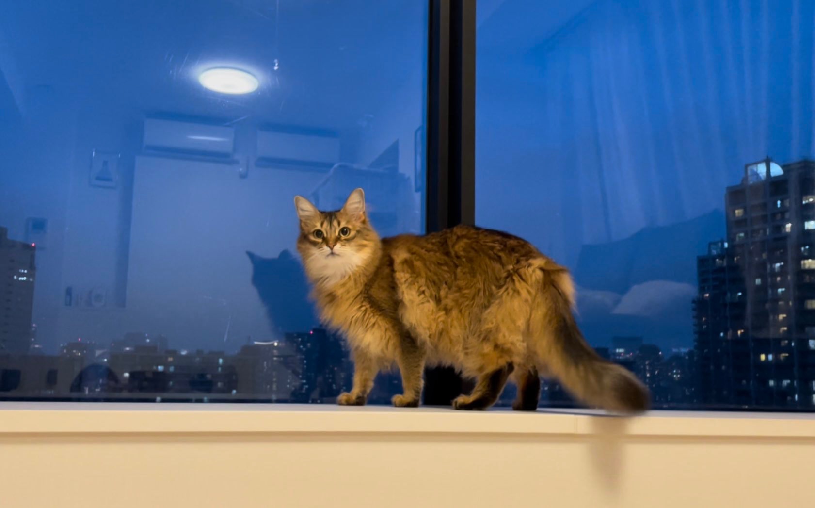 窓辺に佇む猫
