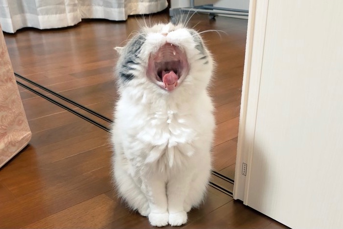 こんなカワイイ“あくび”見たことない♡のんびり猫さんの「大あくび」に4万人がクスッ【バズ部】