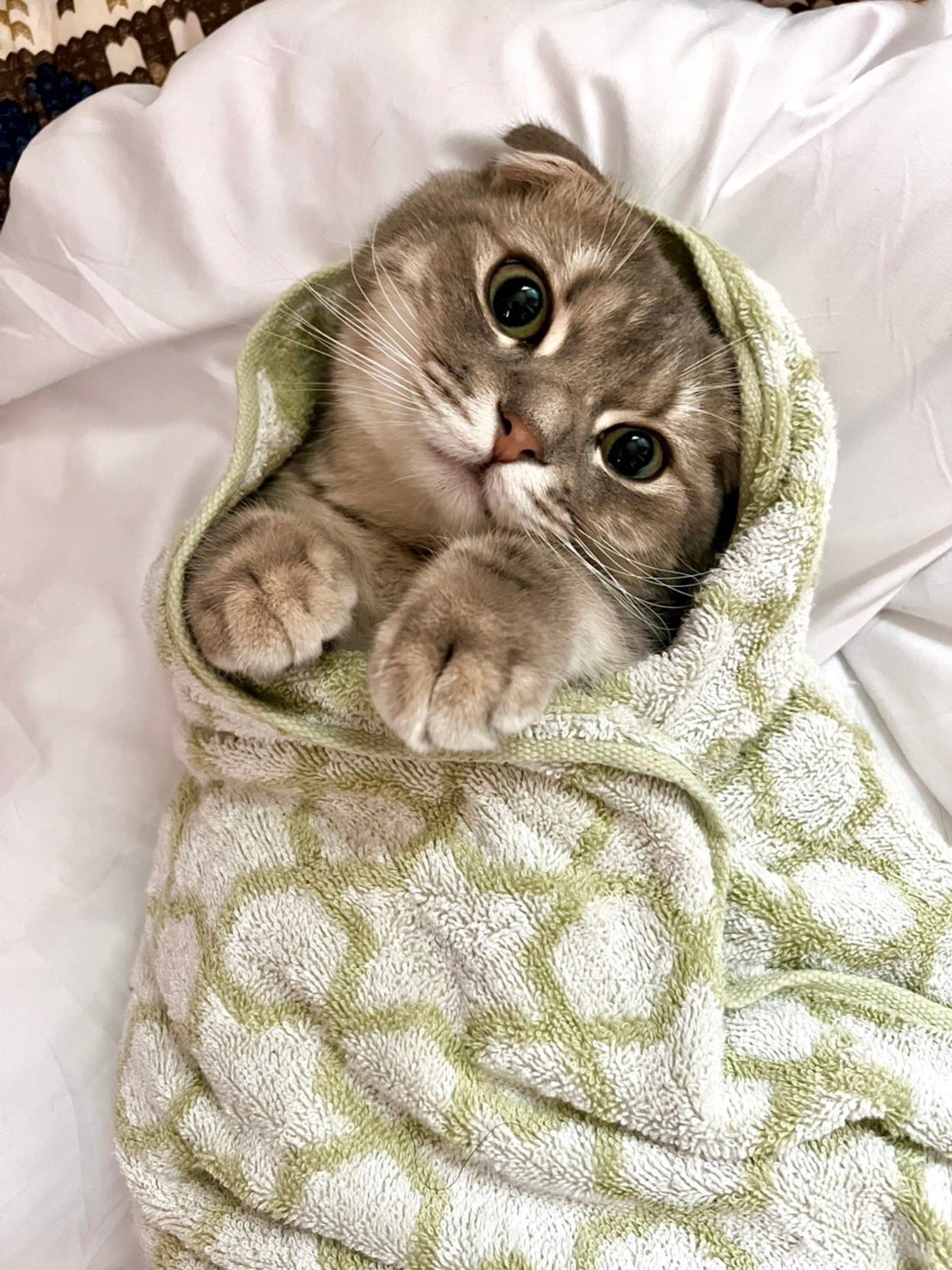タオルにくるまる猫