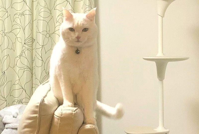 せっかくキャットタワー買ったのに…。絶対に乗ってくれない白猫さんに笑っちゃう！