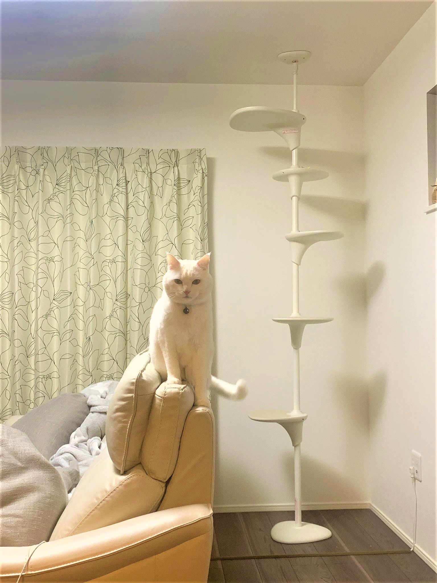 猫　キャットタワー