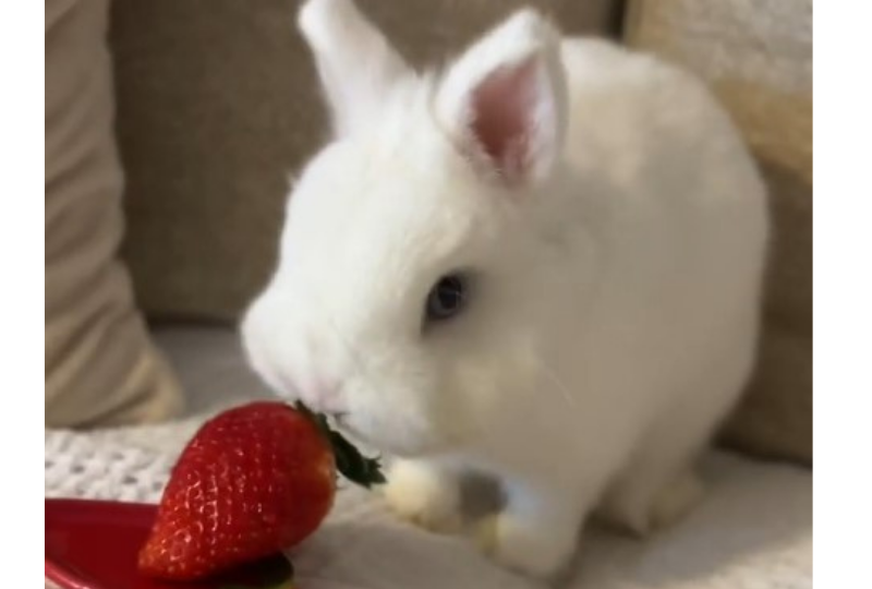 イチゴを食べるウサギ