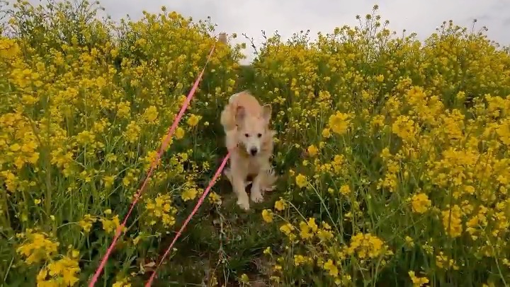 菜の花の中を走る犬