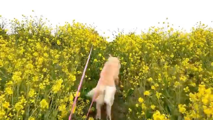 菜の花の中を走る犬