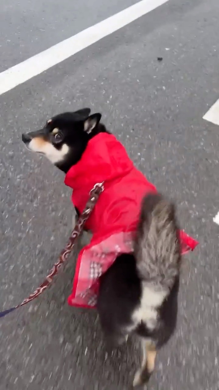 散歩する犬