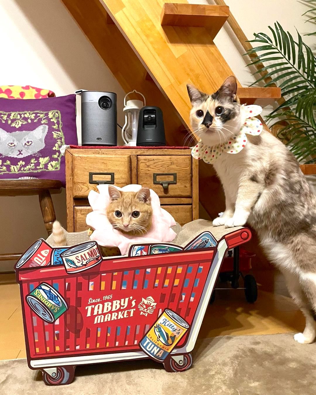 猫　買い物
