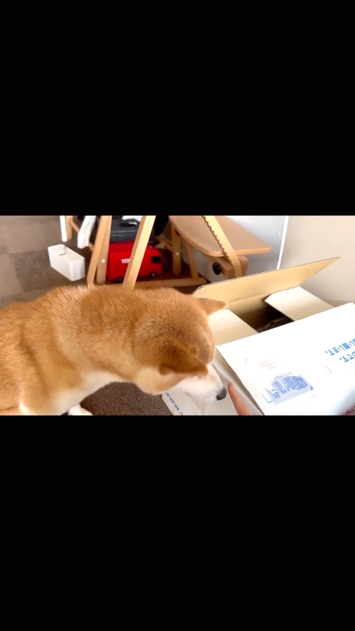 犬　猫　びっくり箱