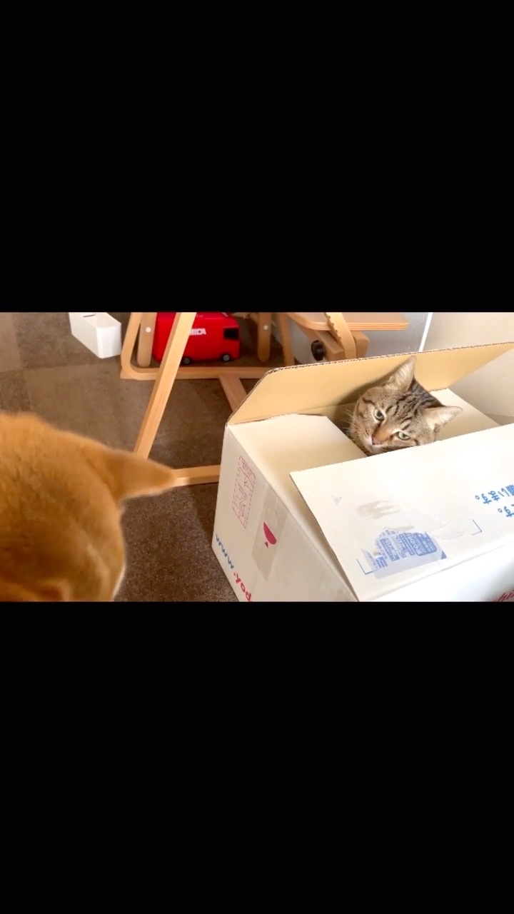 猫　びっくり箱