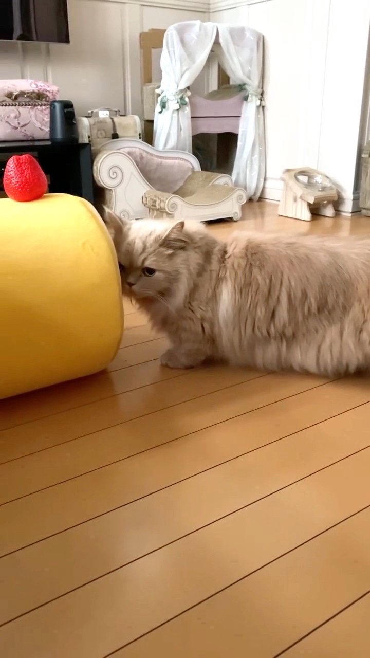 猫　ロールケーキのぞく