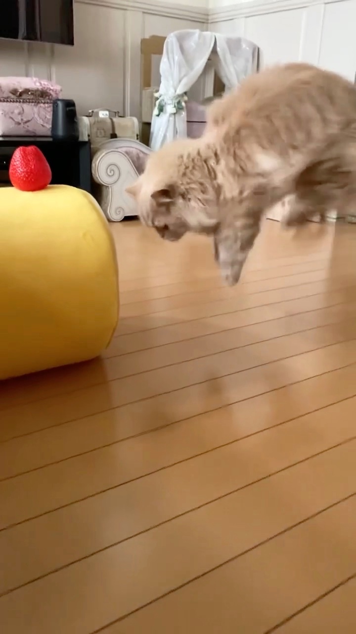 猫　ロールケーキ飛び上がる