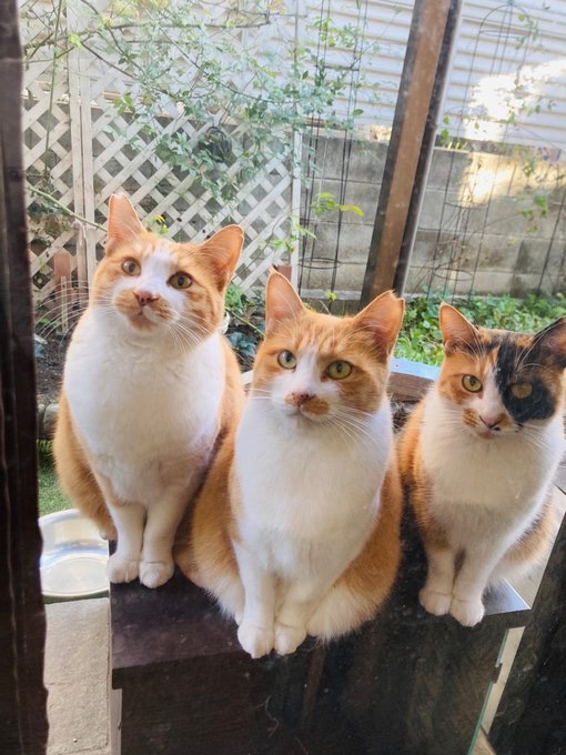 一列に並んだ猫たち