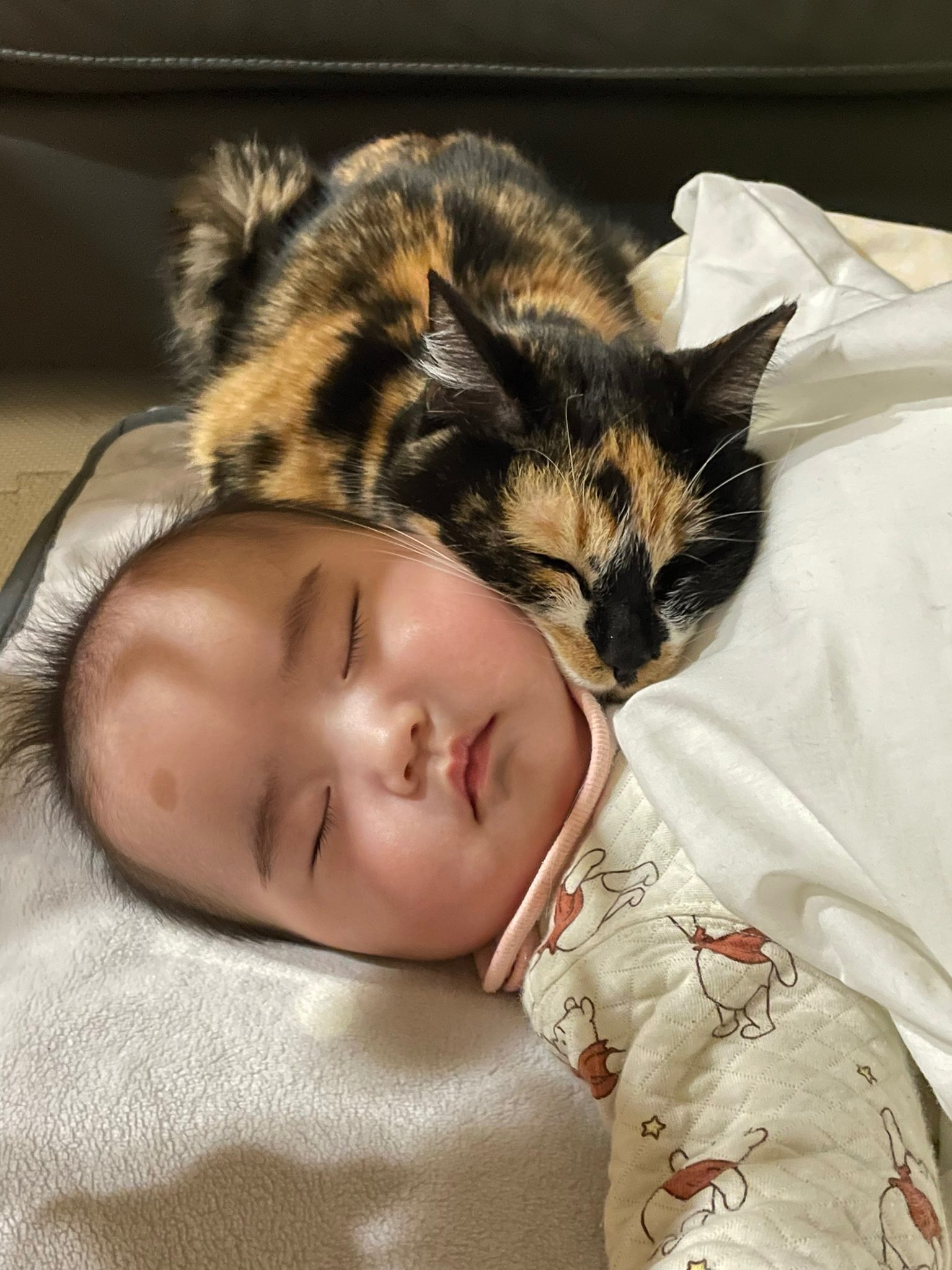 赤ちゃんと一緒に寝ている猫