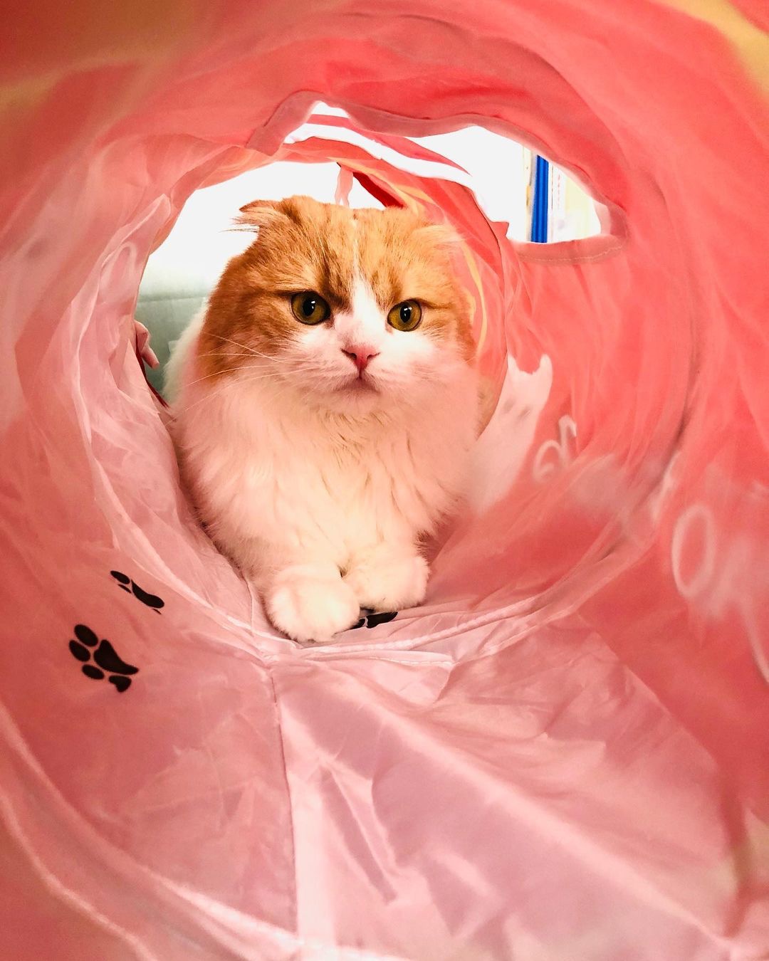 猫　トンネルおもちゃ