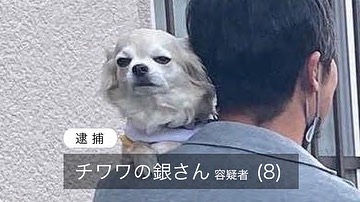 犬　逮捕