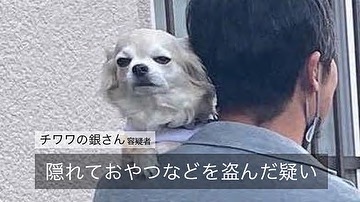 犬　逮捕