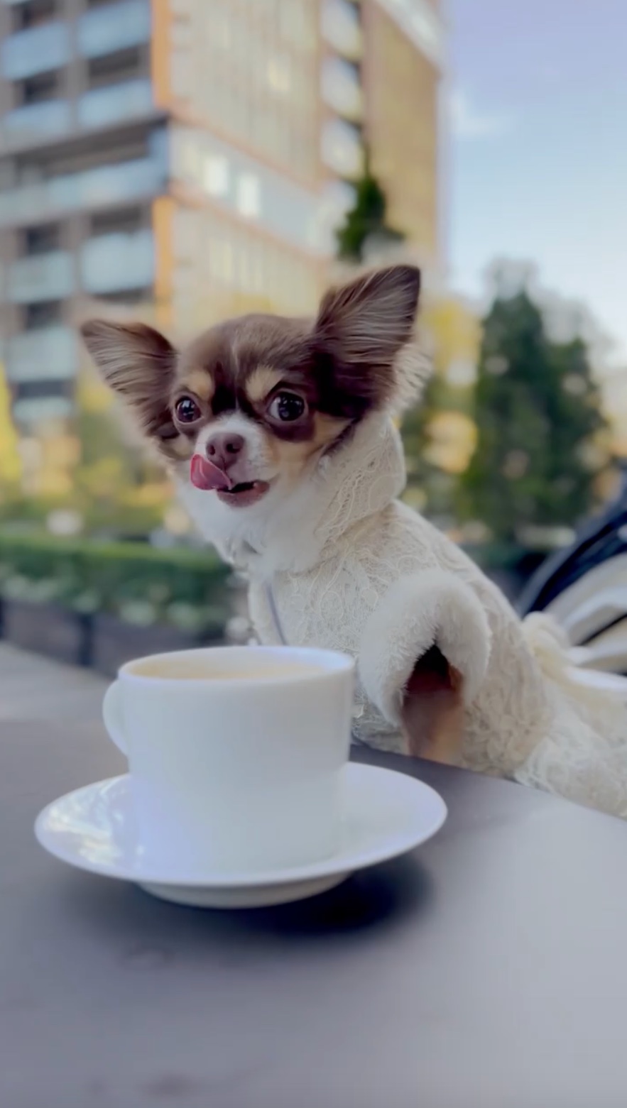 犬　コーヒー
