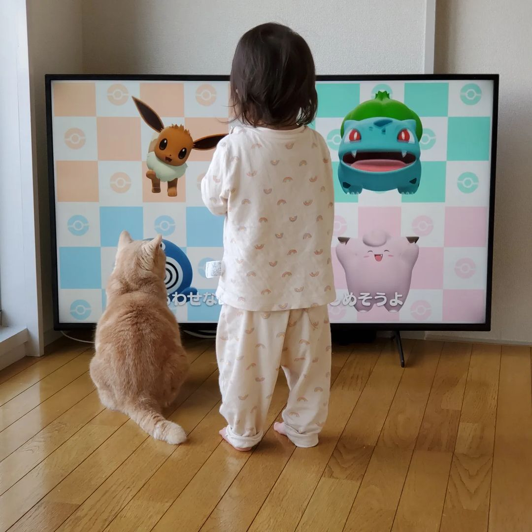 猫　テレビ