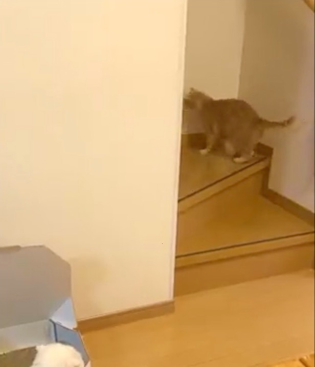 猫　ちょこちょこ階段を登る