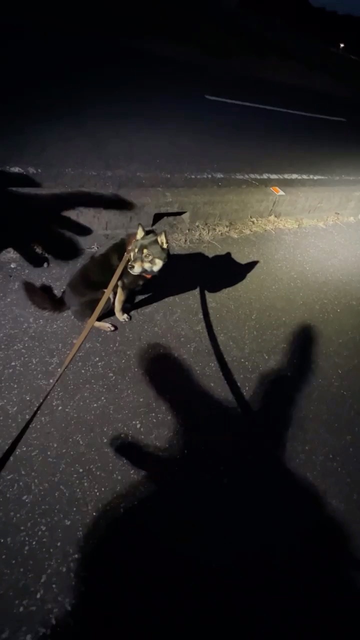 影遊びする犬