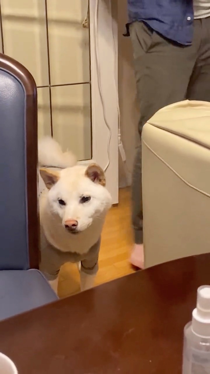 テーブルの下を見ている犬