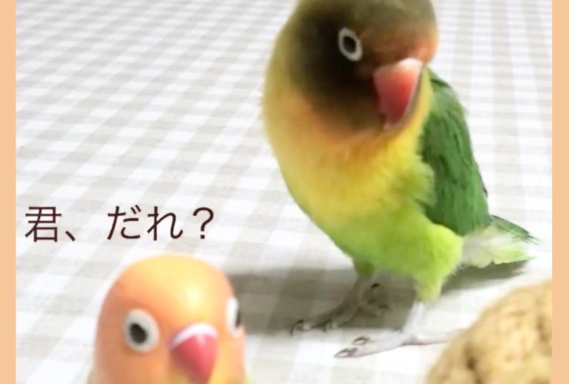 「あなたはだ〜れ？」鳥のお人形に戸惑っているインコさんがおもしろ可愛い♡