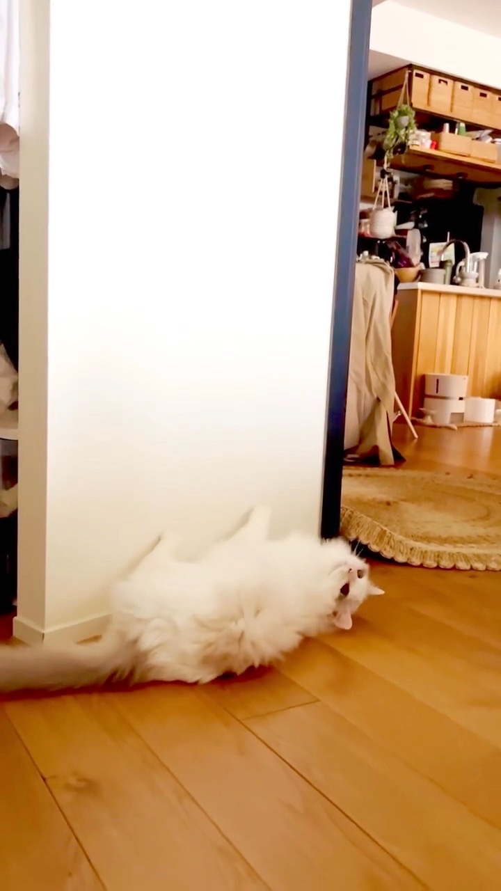 猫　床に寝転ぶ