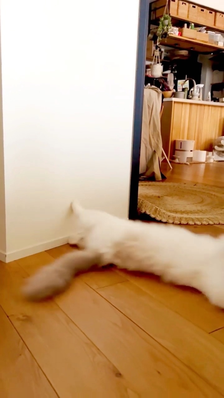 猫　床を滑る