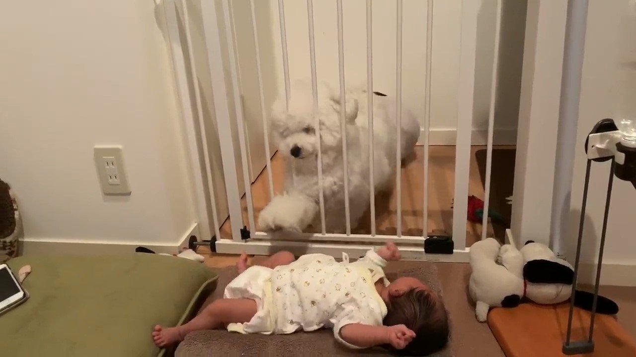 赤ちゃんに触りたい犬
