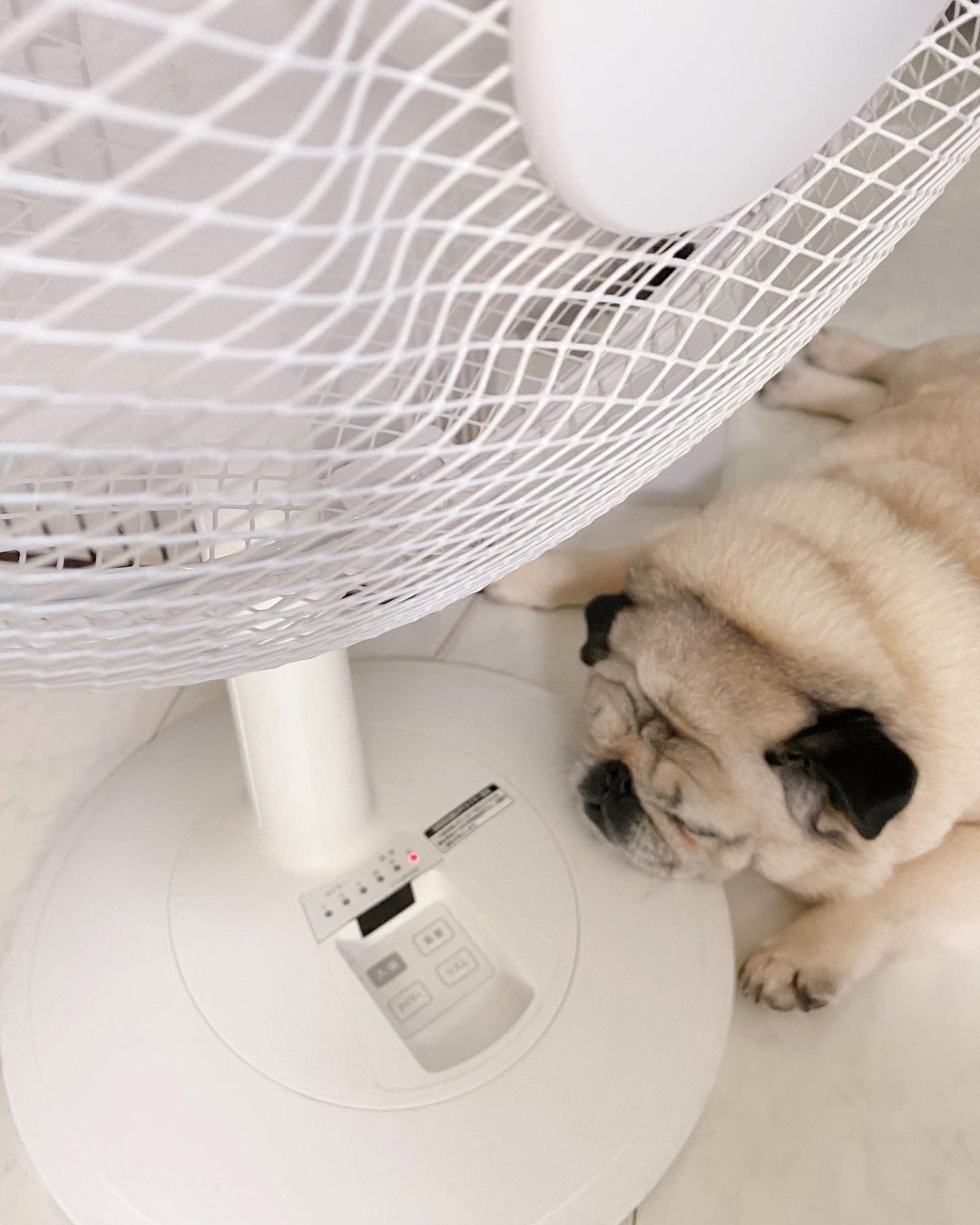 扇風機の下で寝ている犬