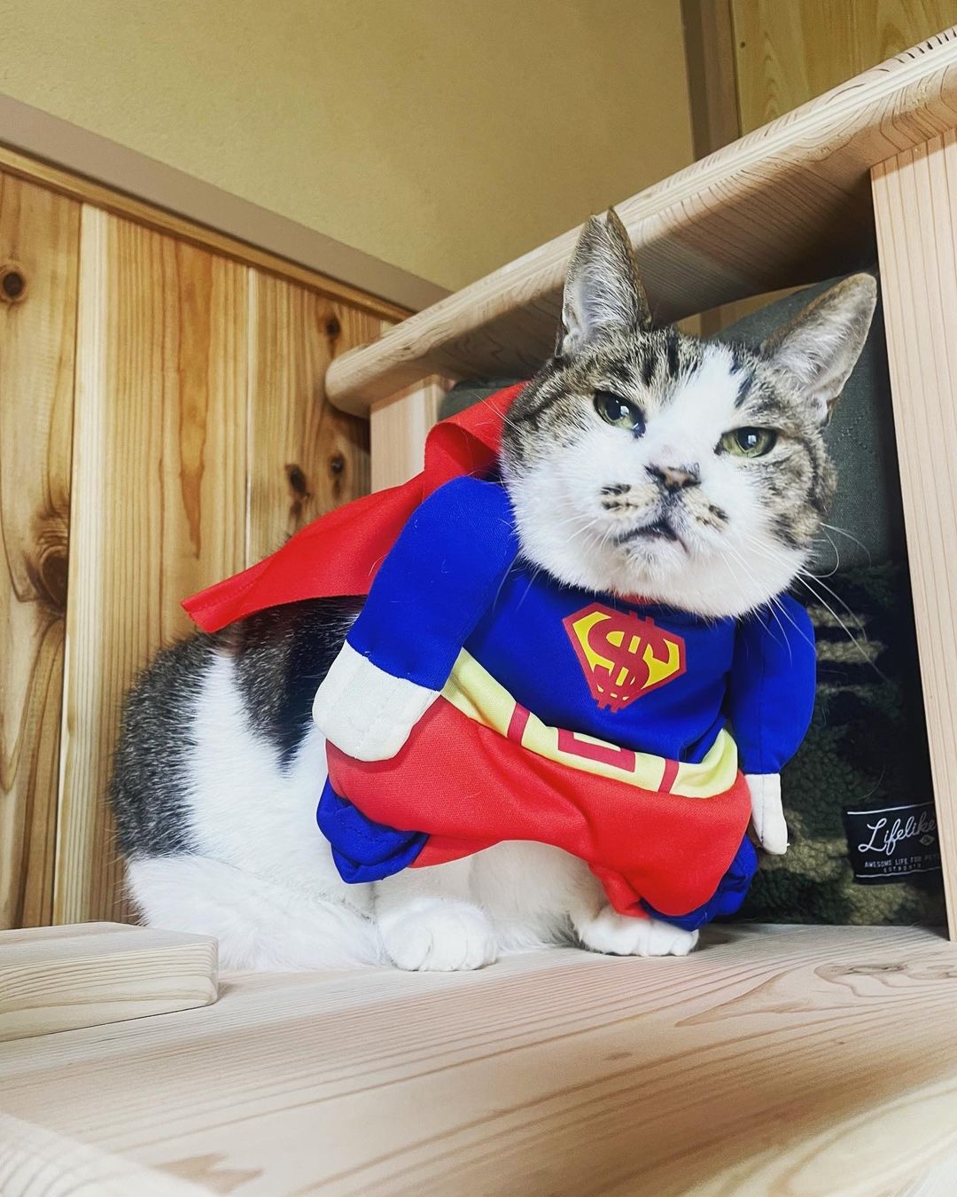 猫　スーパーマン