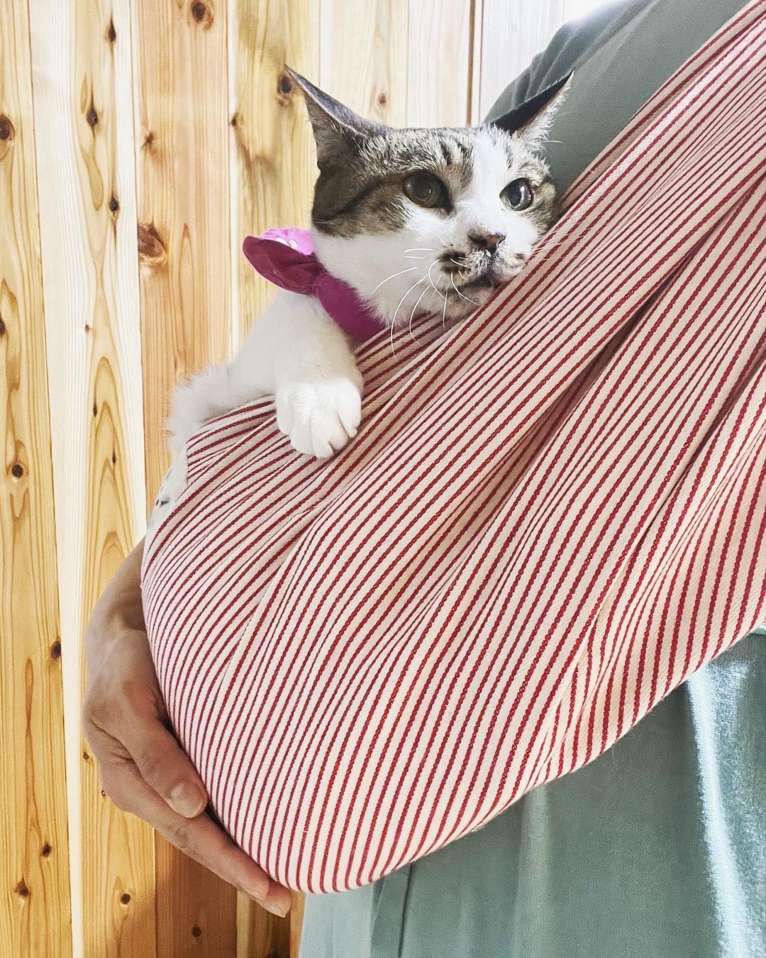 猫　スリング抱っこ